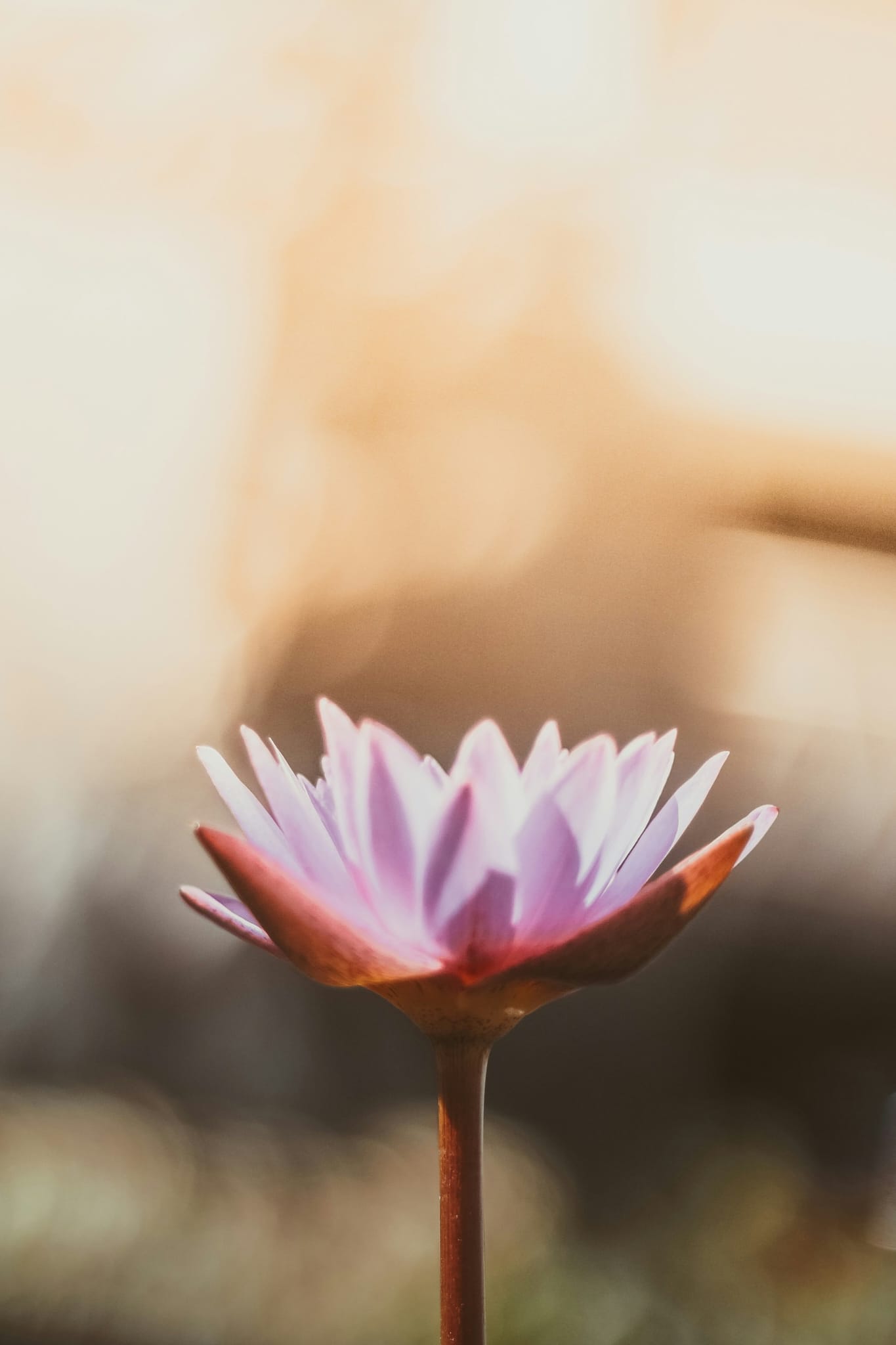 blume